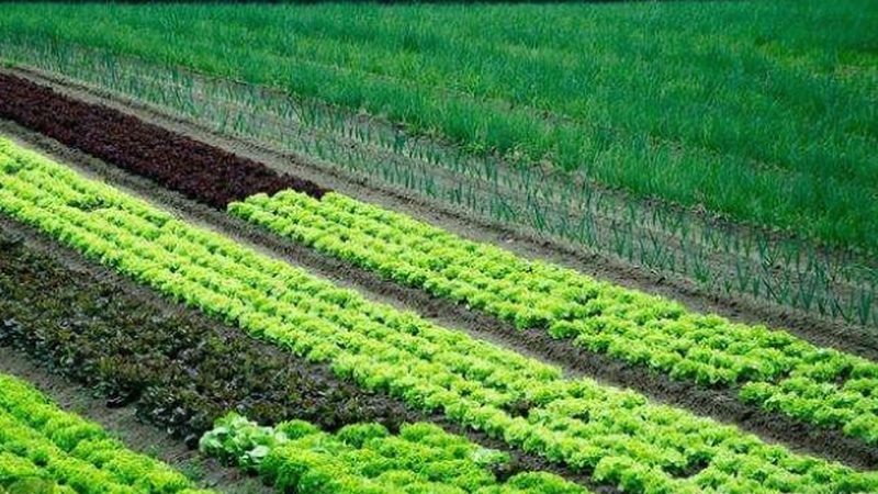 蔬菜批发市场每日报价单：揭示市场动态的窗口