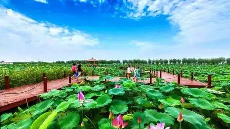 生态农业大棚种植：技术规范与标准解析**