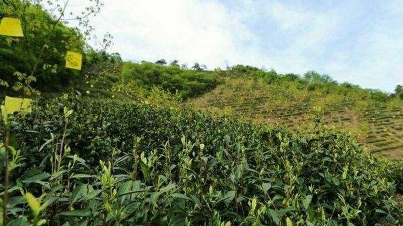 果蔬配送车货厢长度，选错一步多跑三年冤枉路