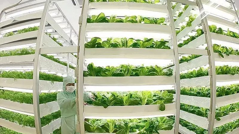 绿色食品加盟：揭秘总部选址与加盟要点