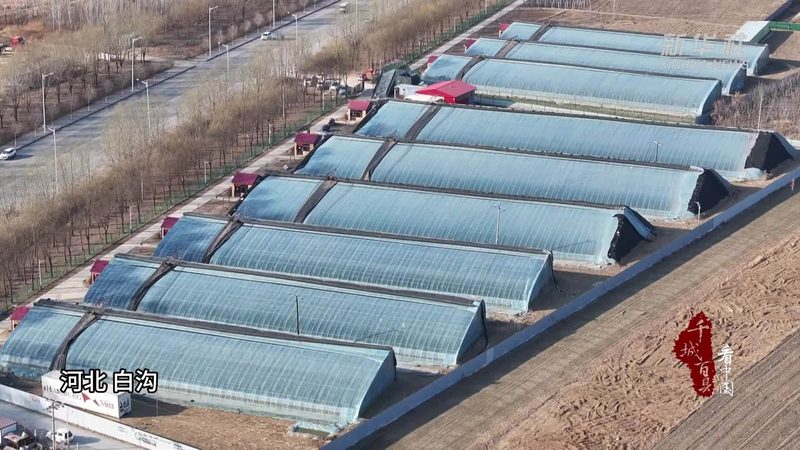 合作社如何助力农户搭建销售渠道**